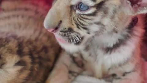 Challenge the best natured baby tiger on the web