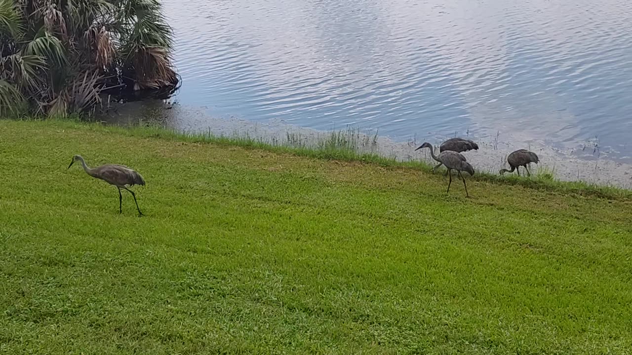 Florida sandhill cranes by Lake Sunshine1