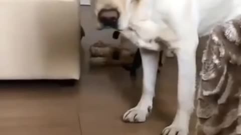 Funny animals 🤣