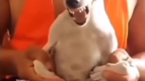 Funny Doggy #Funny shorts