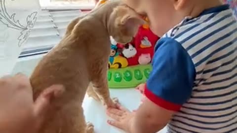 Funny video baby and cat 🐈😺🐈😺