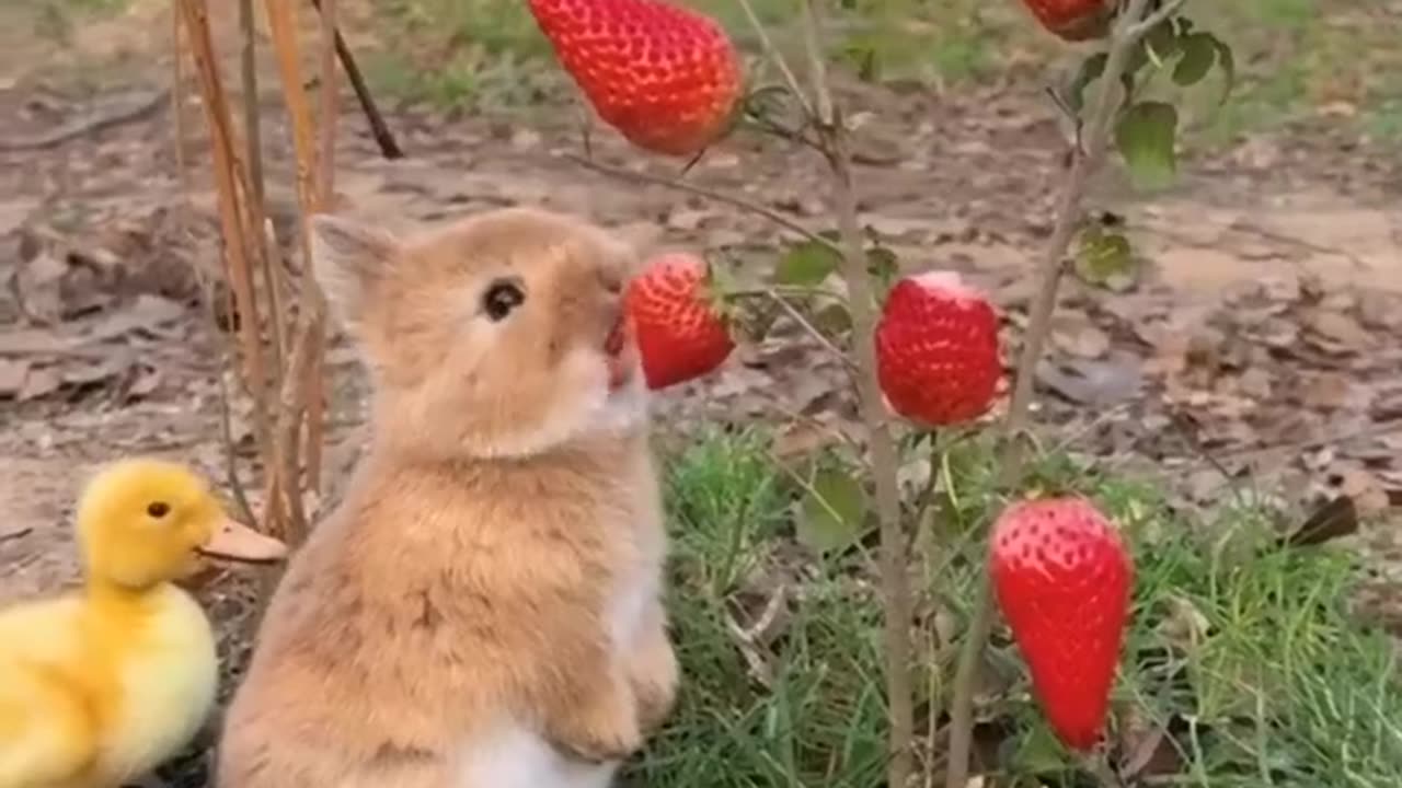 rabbit eats strawberries