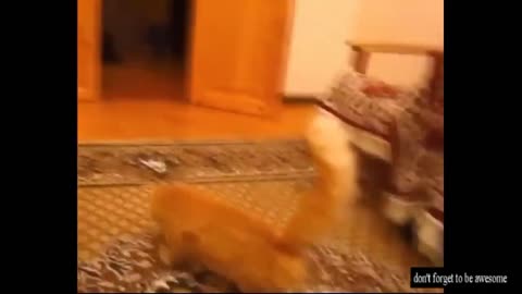 Funny Cat Videos