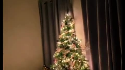 Cats Vs Christmas trees