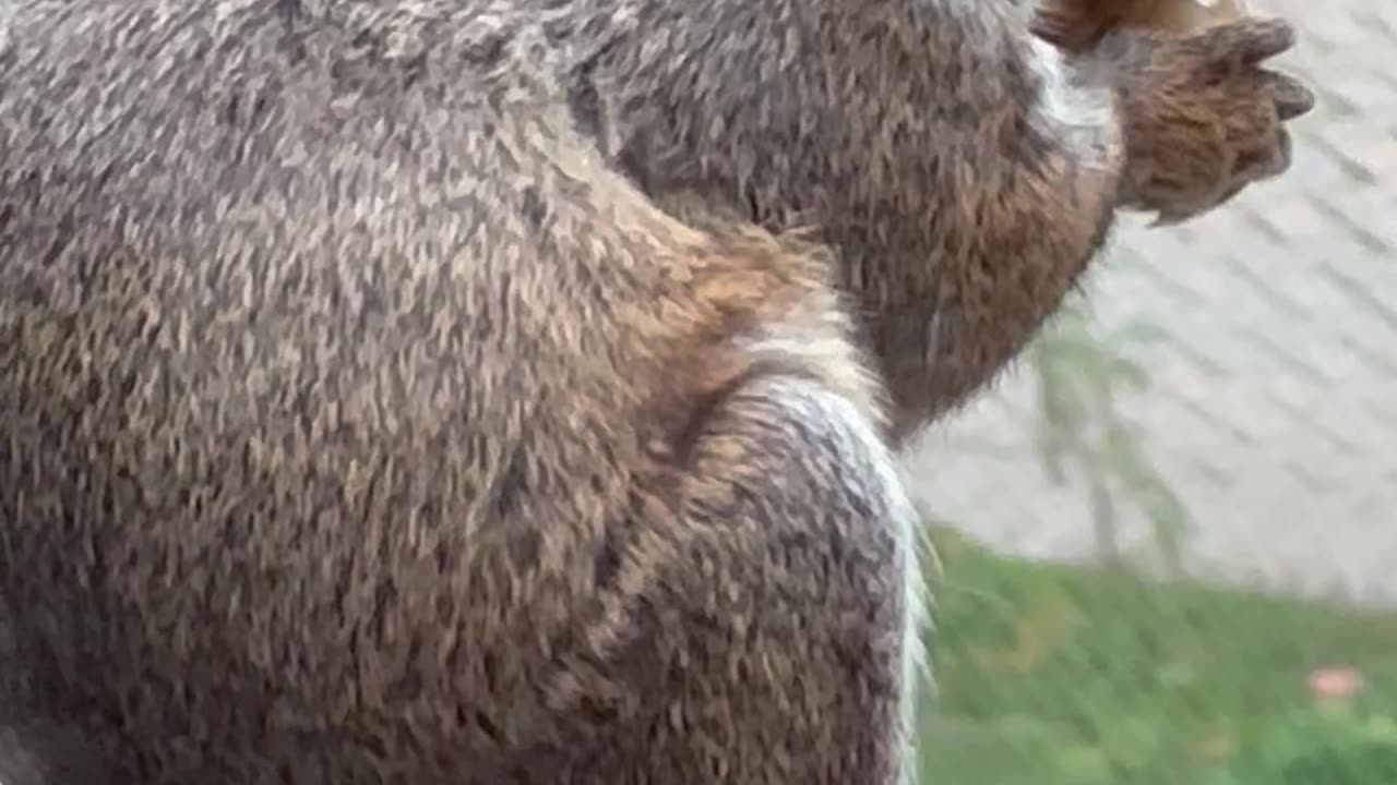 Cute Squirrel