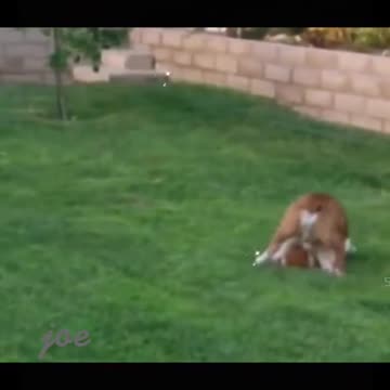 Funny Animal Videos 2022 😂 - Funniest Cats And Dogs Videos 😺😍#9