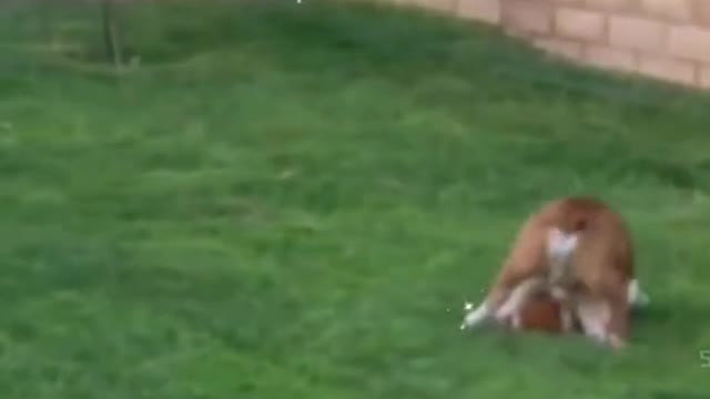 Funny Animal Videos 2022 😂 - Funniest Cats And Dogs Videos 😺😍#9