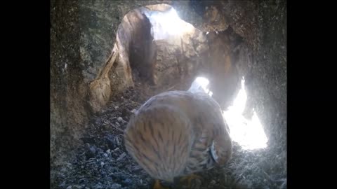 Amazing video of a kestrel laying her first egg in the nest box