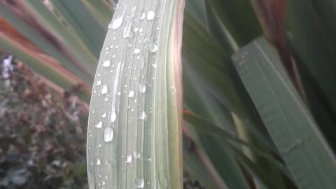 Dew on gladiolus leaves