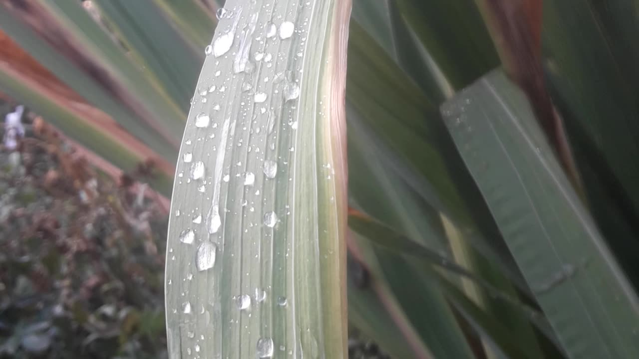 Dew on gladiolus leaves