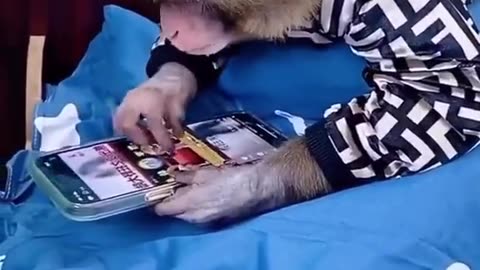 Monkey
