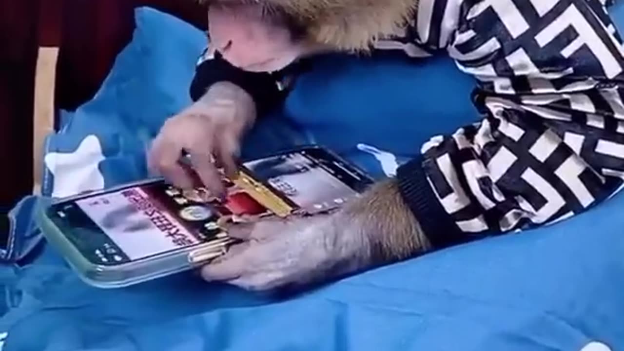 Monkey