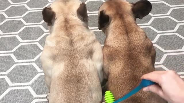 How I Know My Dogs Love Each Other