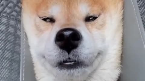Funnyanimals