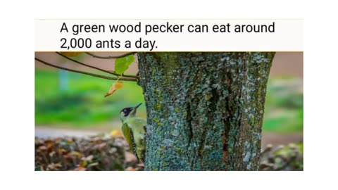 Amazing facts about birds
