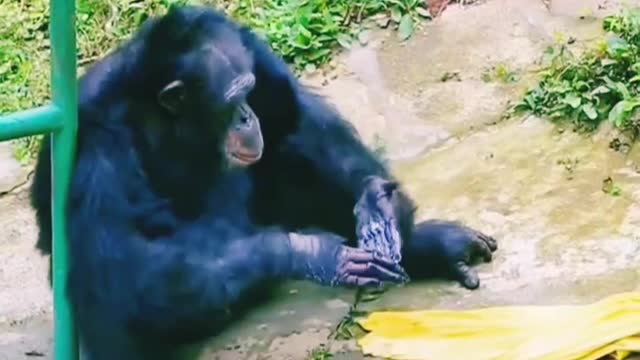 Soo Funny Animals
