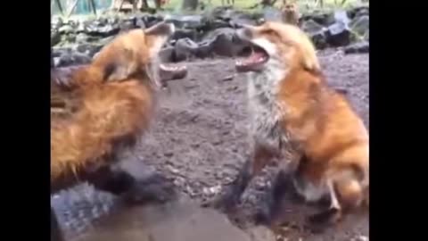 Funniest Cats And Dogs Video 141