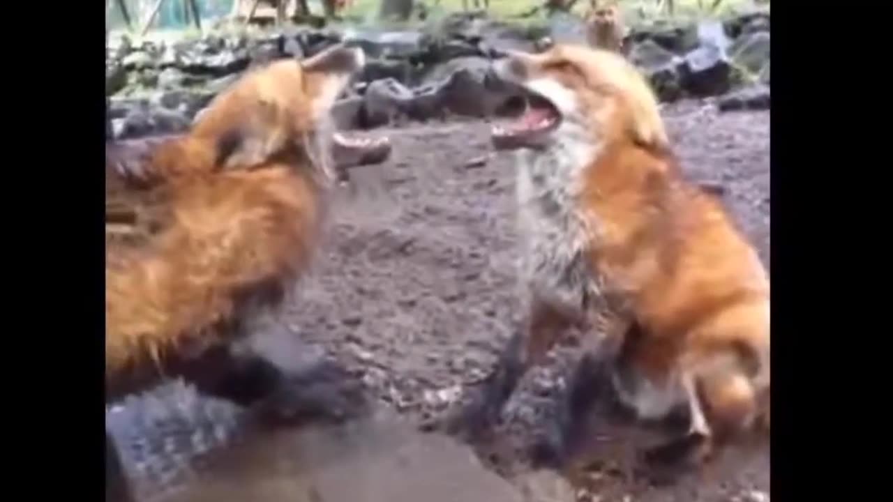 Funniest Cats And Dogs Video 141