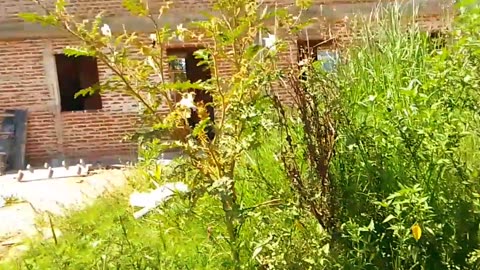 Se techaron las primeras casas en la Cooperativa de viviendas - Sereneada - Tacuarembó (13/10/2024)