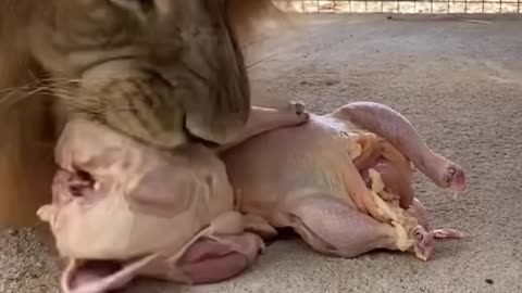 Big Lion Likes Chicken