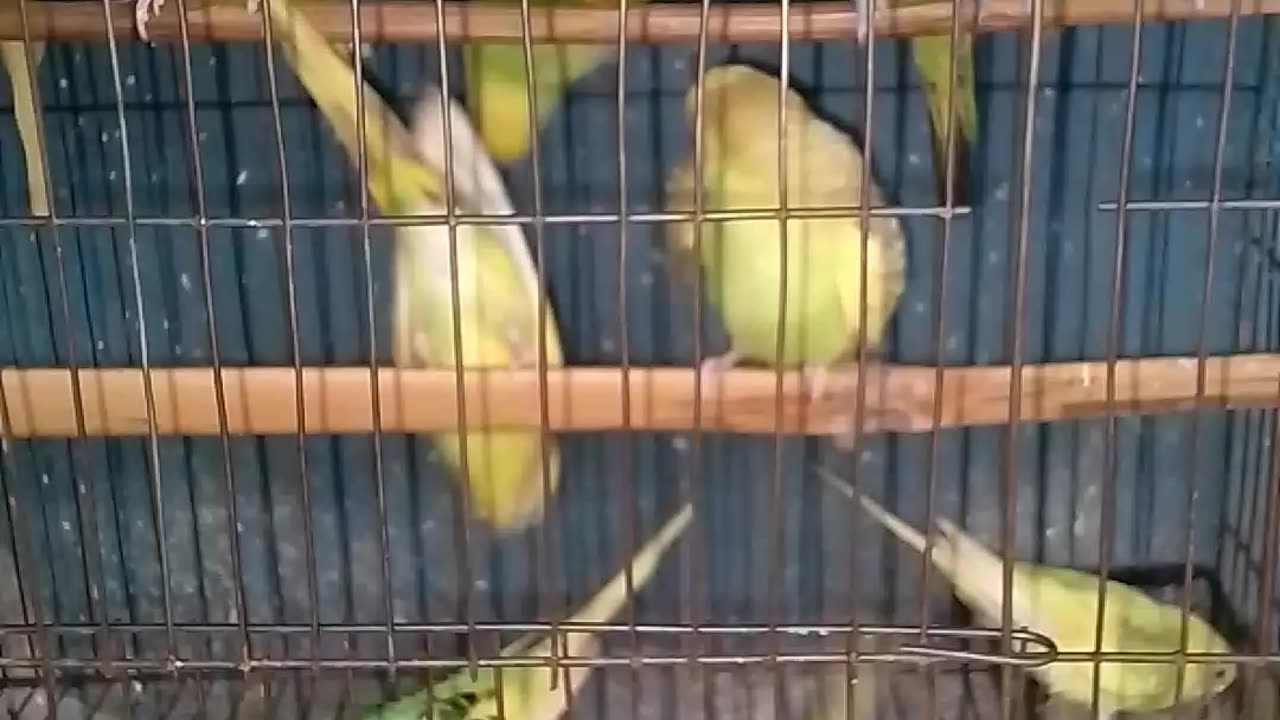 funny birds video