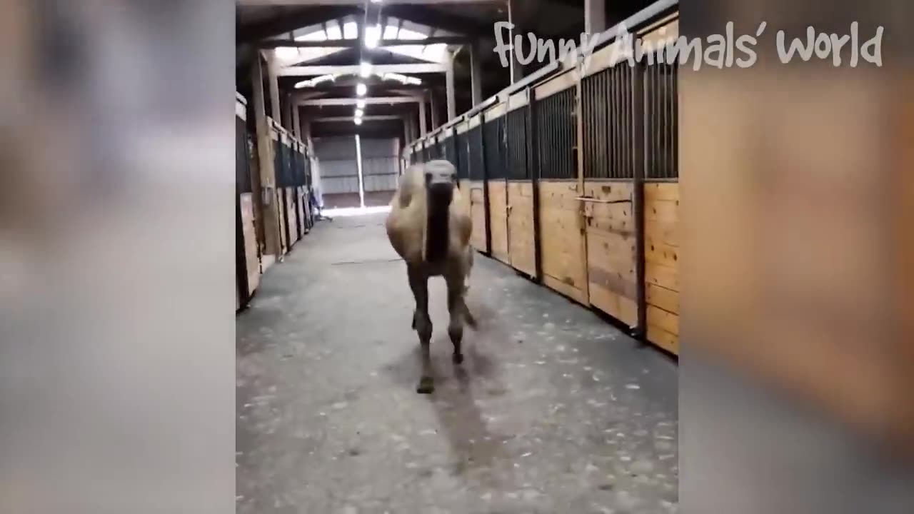 Funniest Dog and Cad Videos | Best animal funny videos | Dogs Fun Videos