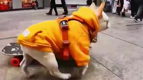 funny dog in street