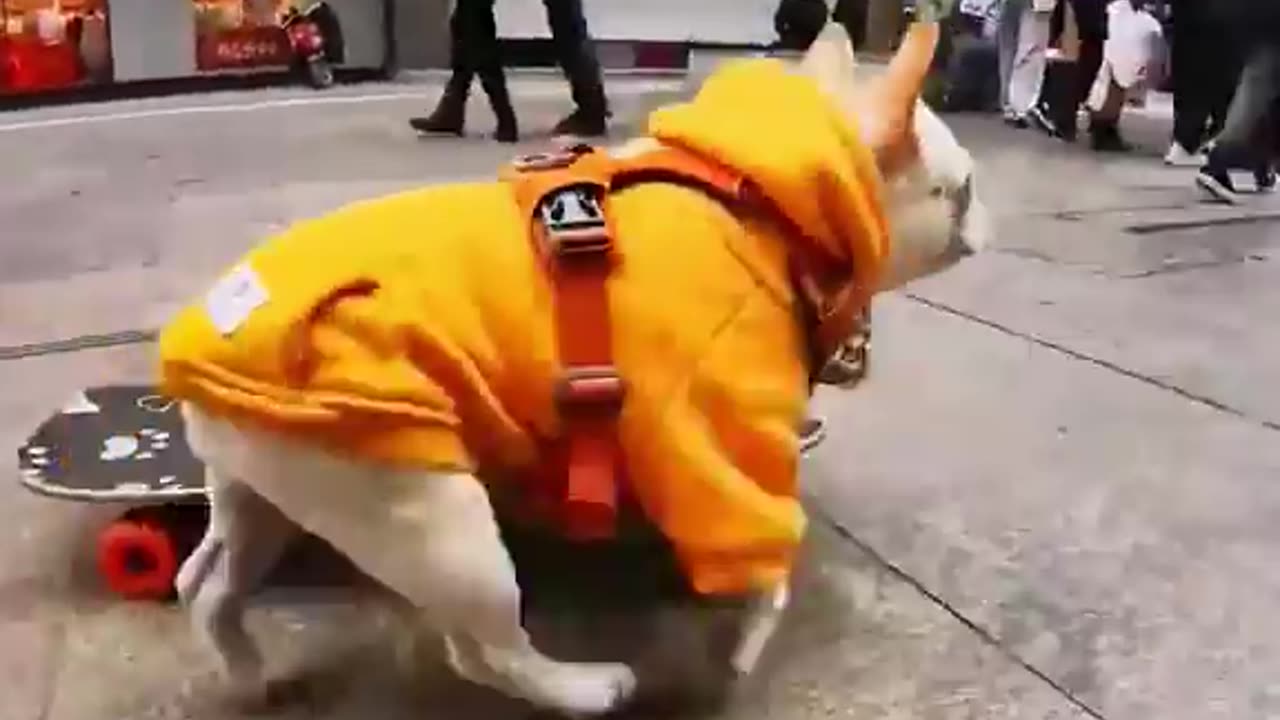 funny dog in street