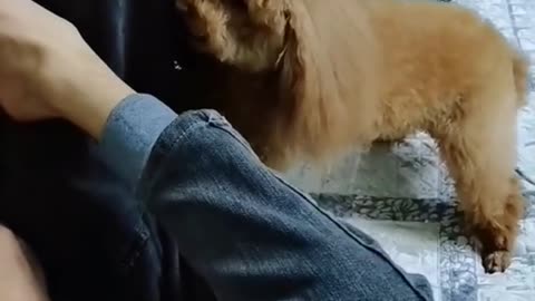 Cute dog