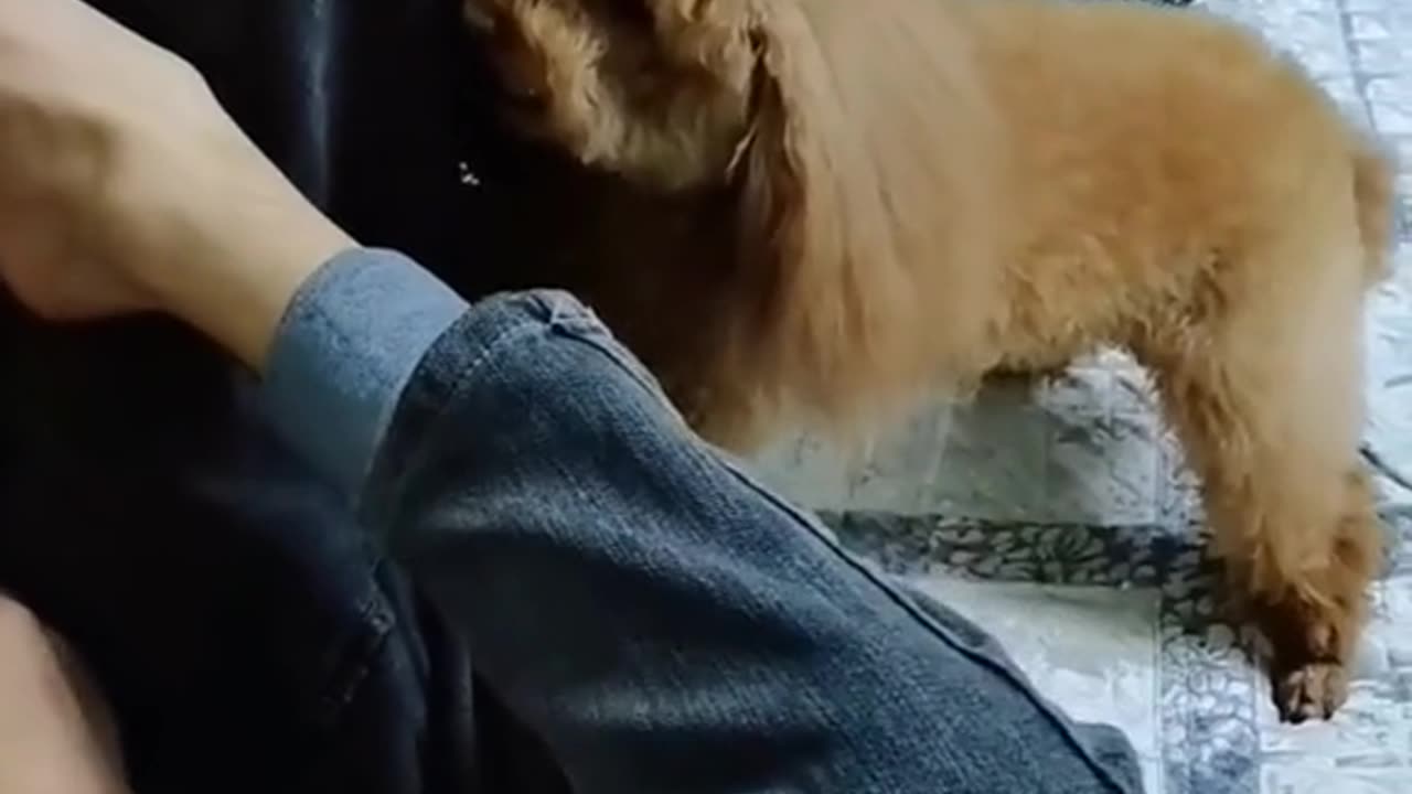 Cute dog