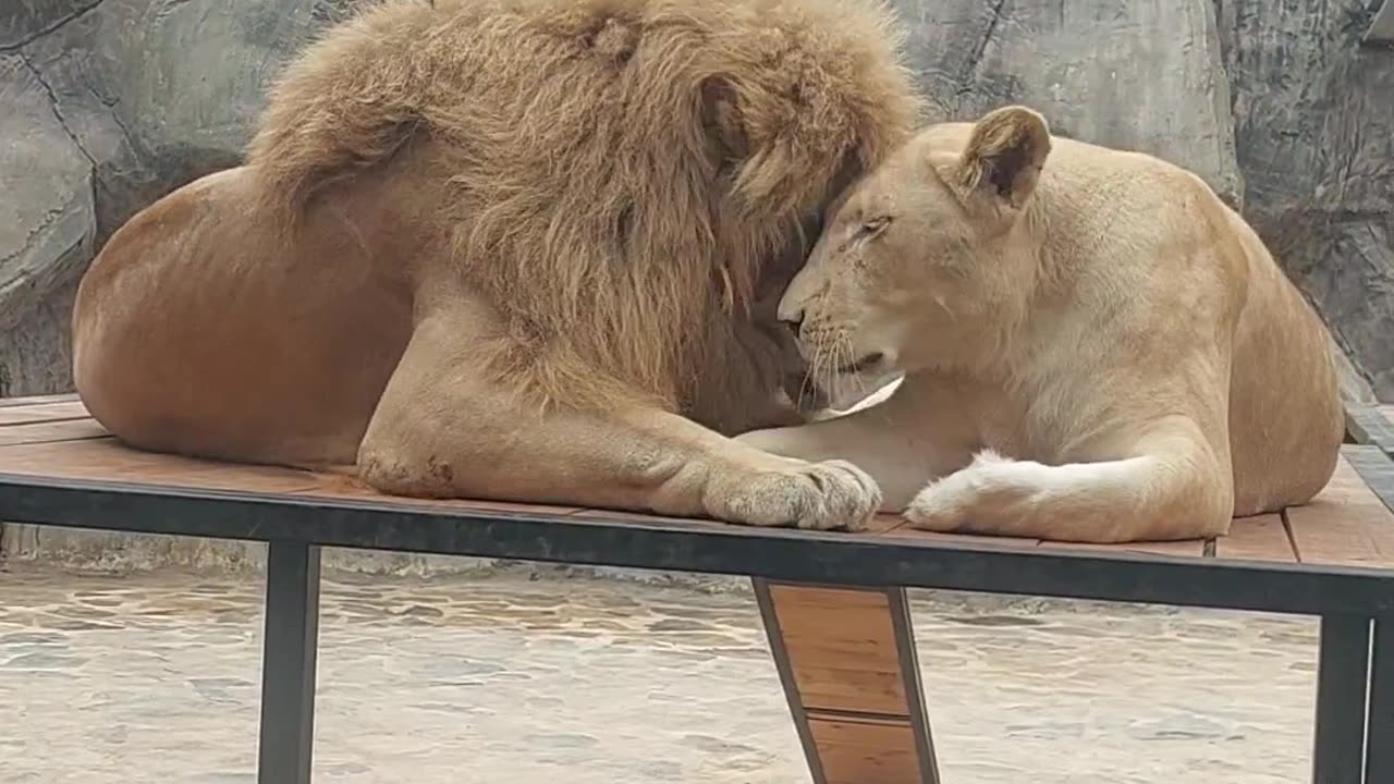 A pair of lovey 💕 dovey Big Cats 😺#nature#kitty#love#