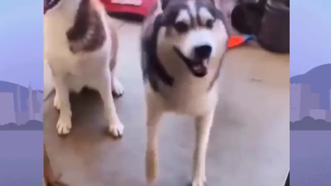 dog funny video