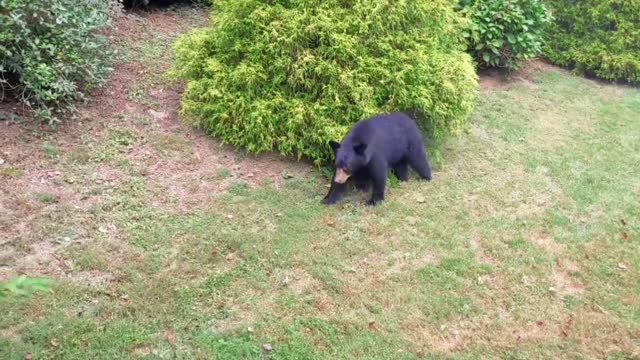 The bear walked up to me quickly