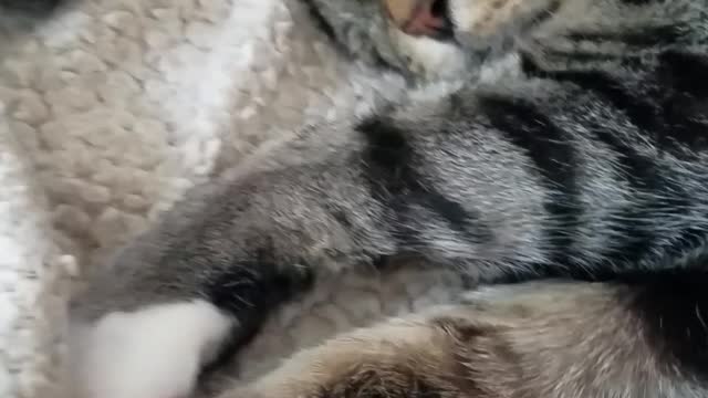 Kitty dreaming about freedom