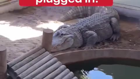 Draining Alligator Pool With Giant Alligator