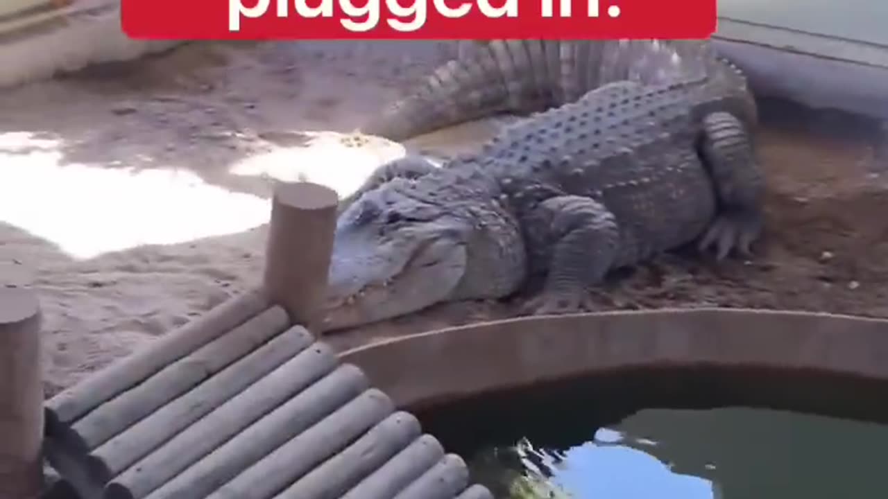Draining Alligator Pool With Giant Alligator