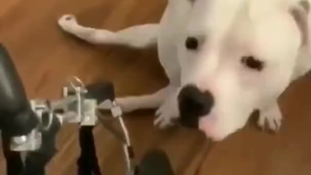 Dogs reaction of getting her first wheelchair