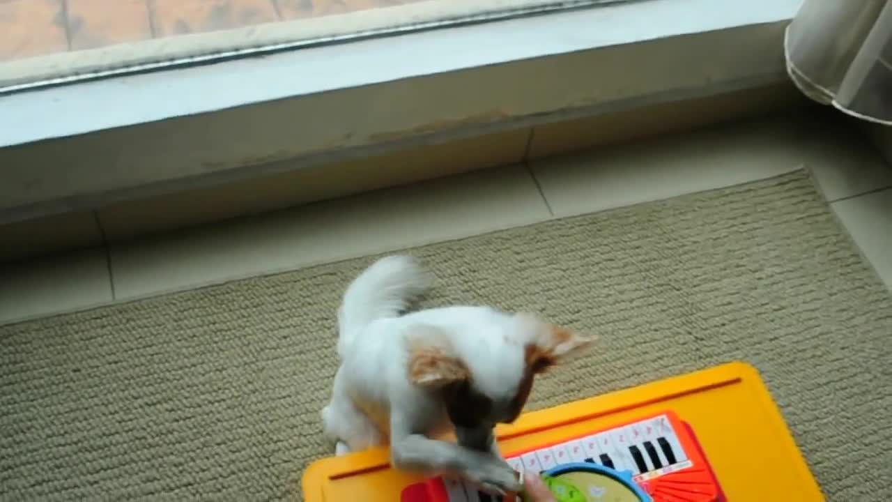 Musical dog plays piano and drums simultaneously