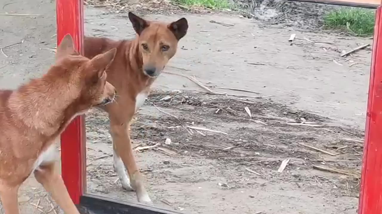 Funny dog with glass