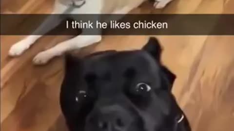 The hungriest dog