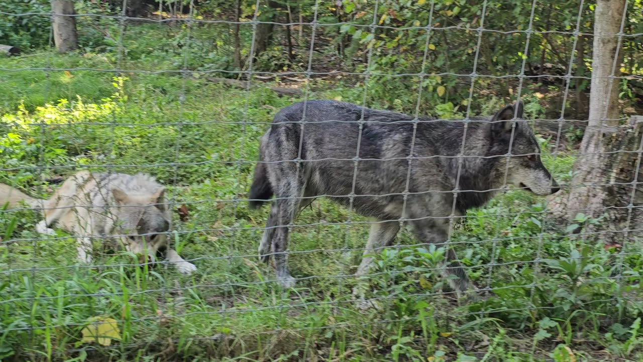 Frozen Friendship: Arctic Wolves Embrace and Hold Hands