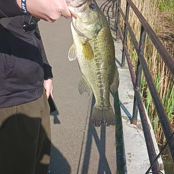 Largemouth bass.