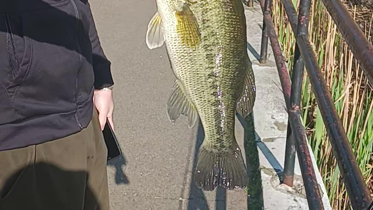 Largemouth bass.