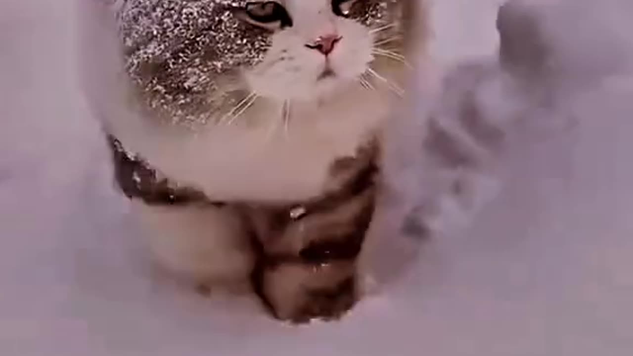 😹😹"Snowplay shenanigans: Hilarious cats in the snow"😹😹