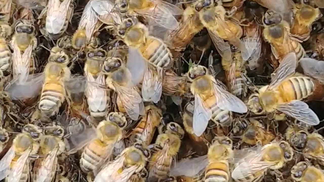 Bees Bees