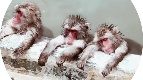 Funny and lazy monkeys