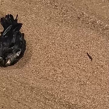 Playing in the sand/mud