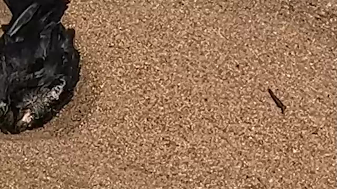 Playing in the sand/mud