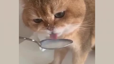 Drink for 🥛 milke for cat soo cute 🥰