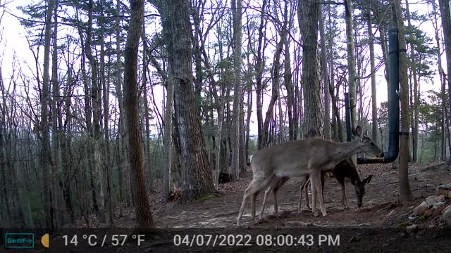 The Woods - 04/08/2022